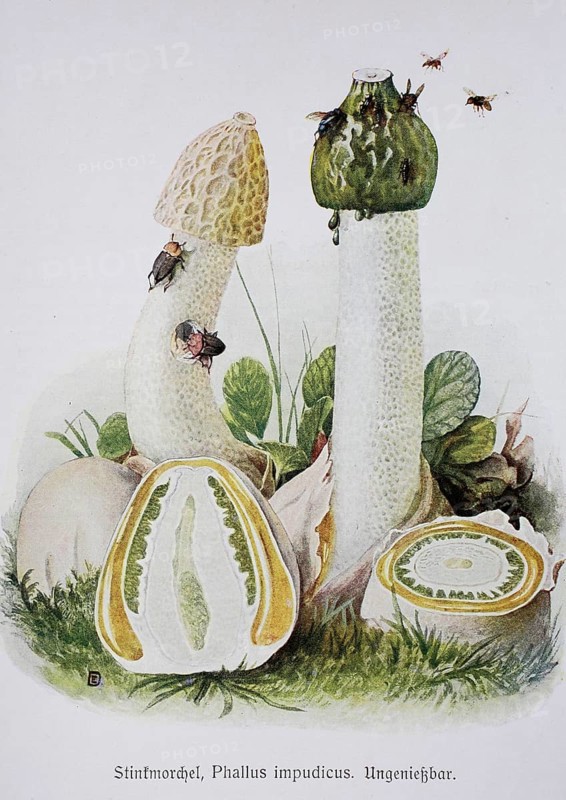 Mushroom