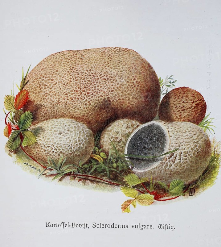 Mushroom