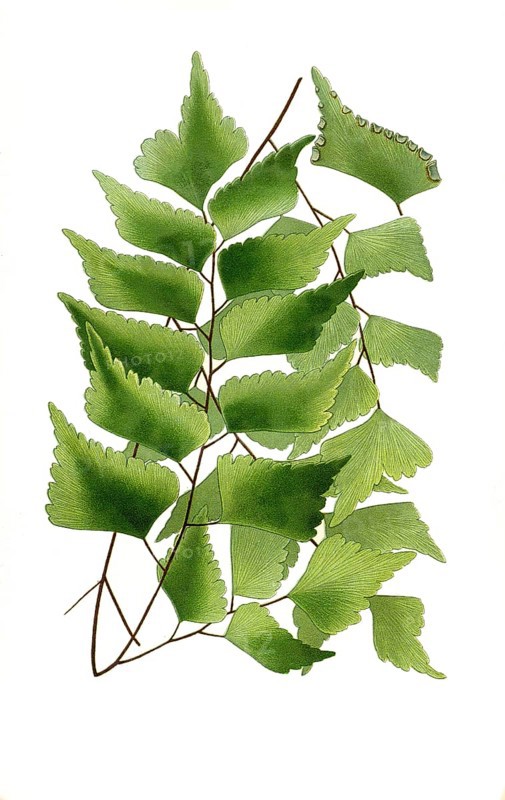 Maidenhair fern