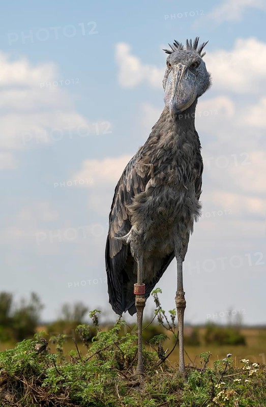 Shoebill
