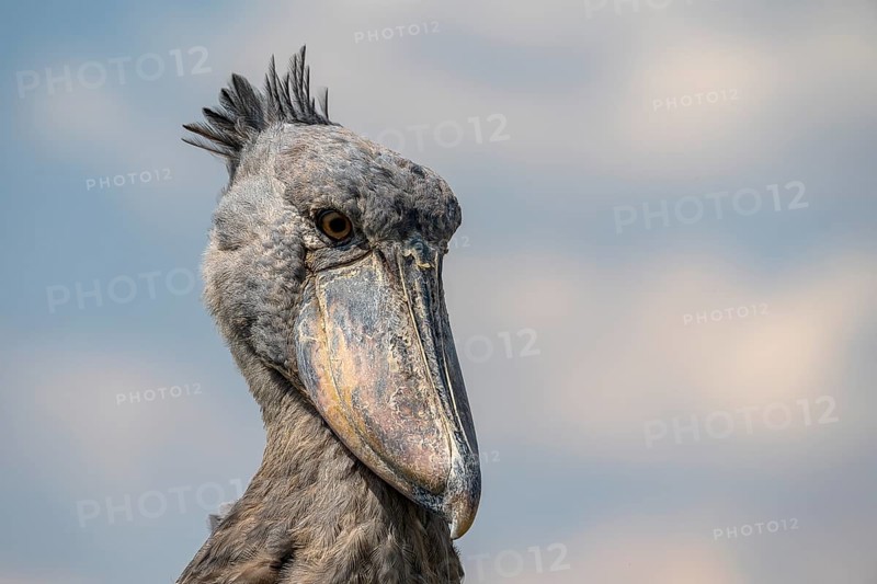 Shoebill