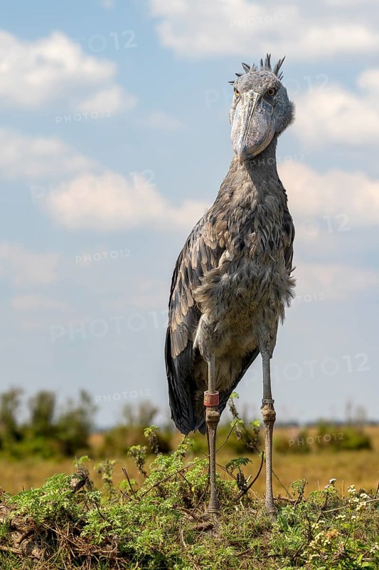 Shoebill