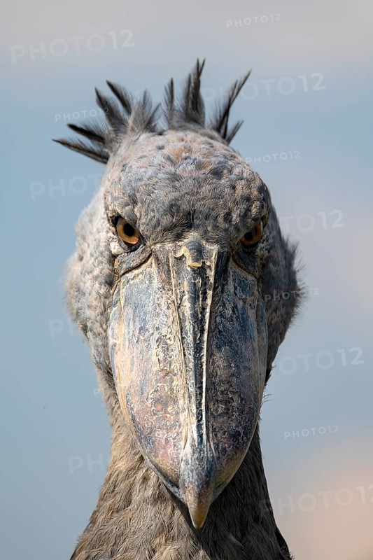 Shoebill