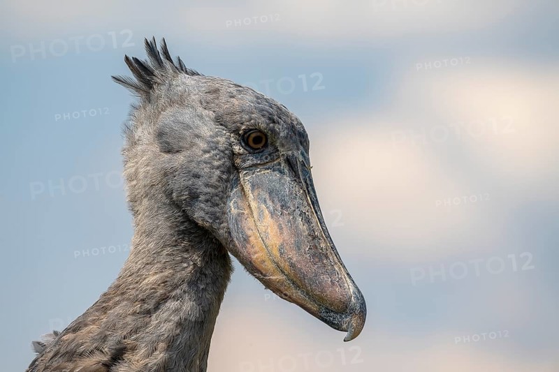 Shoebill