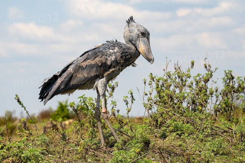 Shoebill