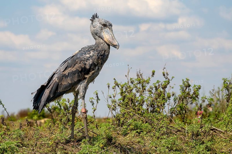 Shoebill