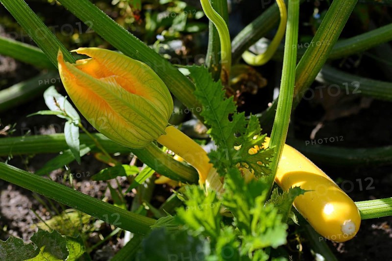Yellow courgette with courgette flower