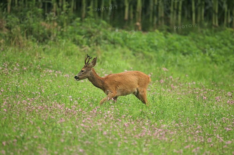European roe deer