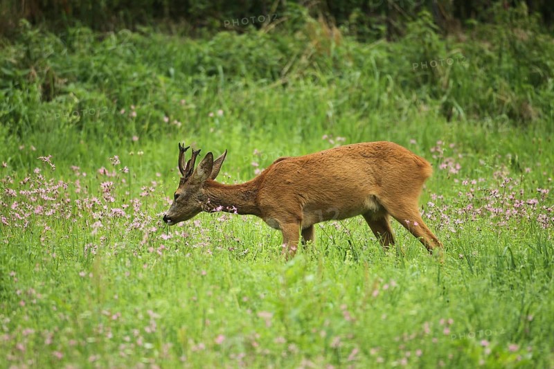 European roe deer