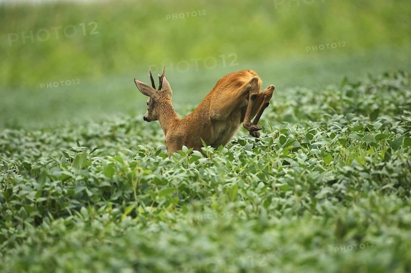 European roe deer
