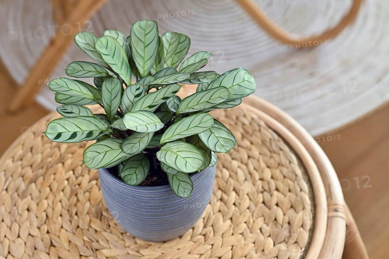Tropical 'Ctenanthe Burle Marxii Amagris' houseplant with dark green vein stripe pattern in flower pot on table