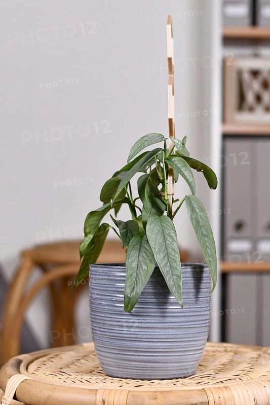 Tropical 'Epipremnum Pinnatum Cebu Blue' houseplant with silver-blue leaves in flower pot on table in living room