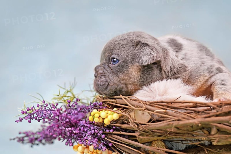 Merle tan French Bulldog dog puppy in animal nest decorated with flowers