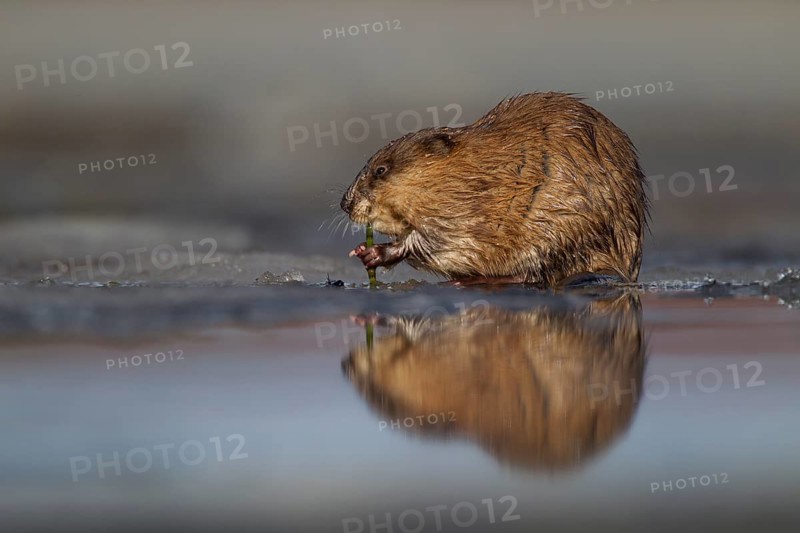 Muskrat