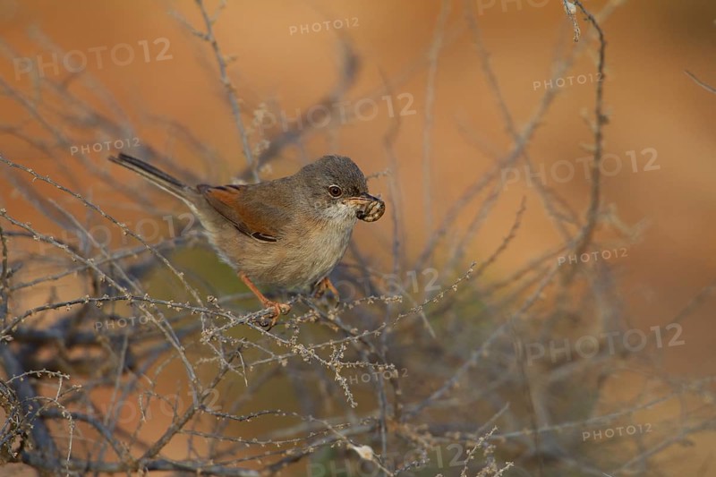 Spectacled warbler