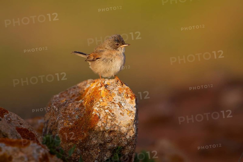 Spectacled warbler