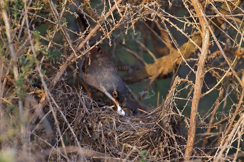 Spectacled warbler