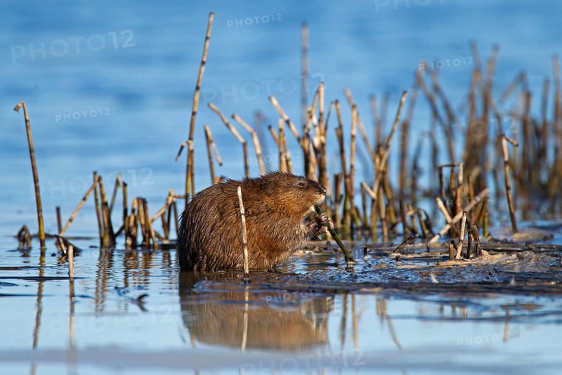 Muskrat