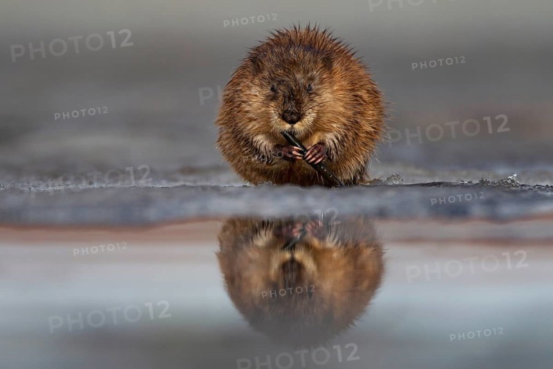 Muskrat