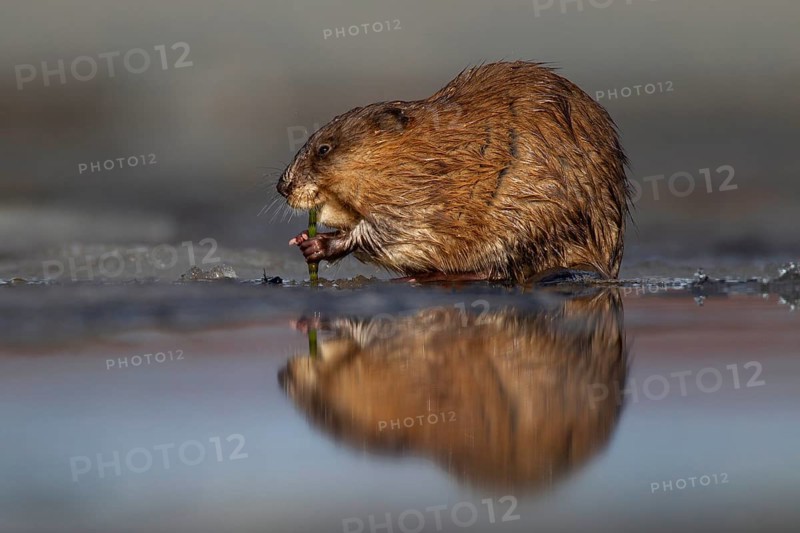 Muskrat