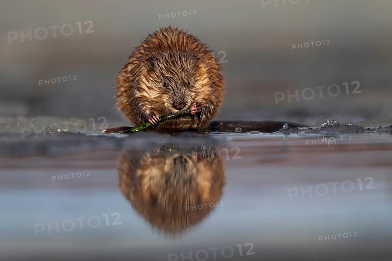 Muskrat