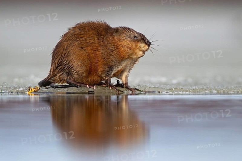 Muskrat