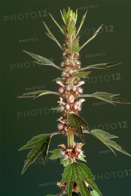 Motherwort