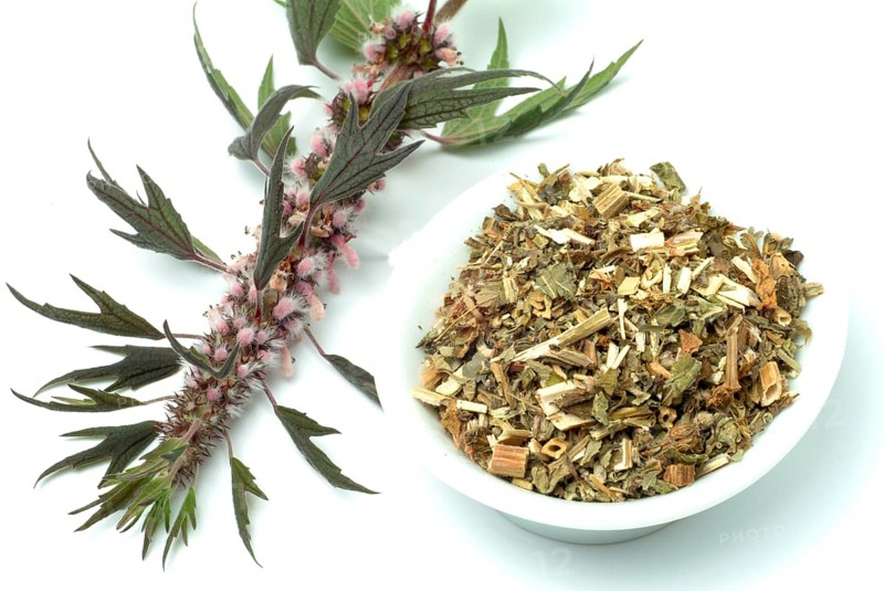Motherwort