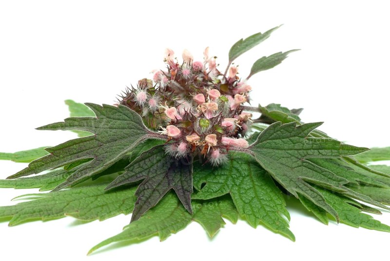 Motherwort