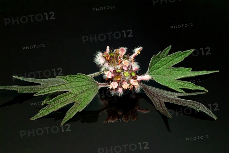 Motherwort