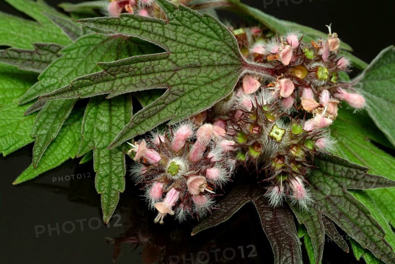 Motherwort