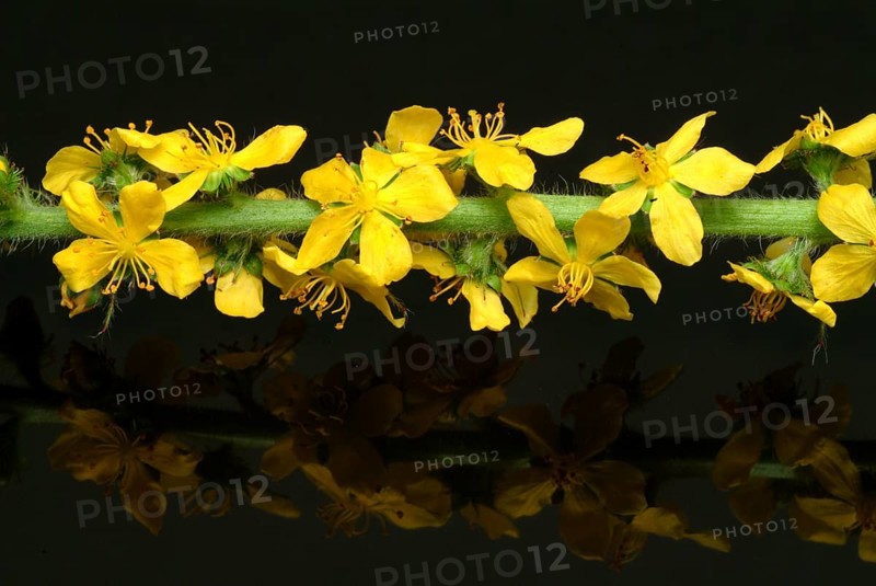 Common agrimony