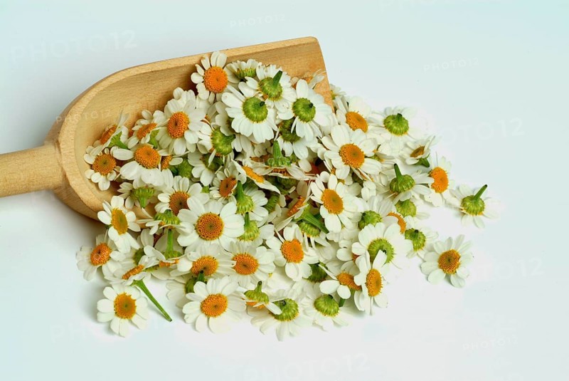 Feverfew