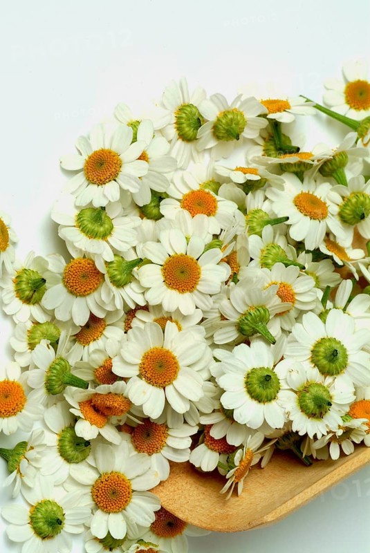 Feverfew