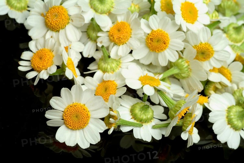 Feverfew