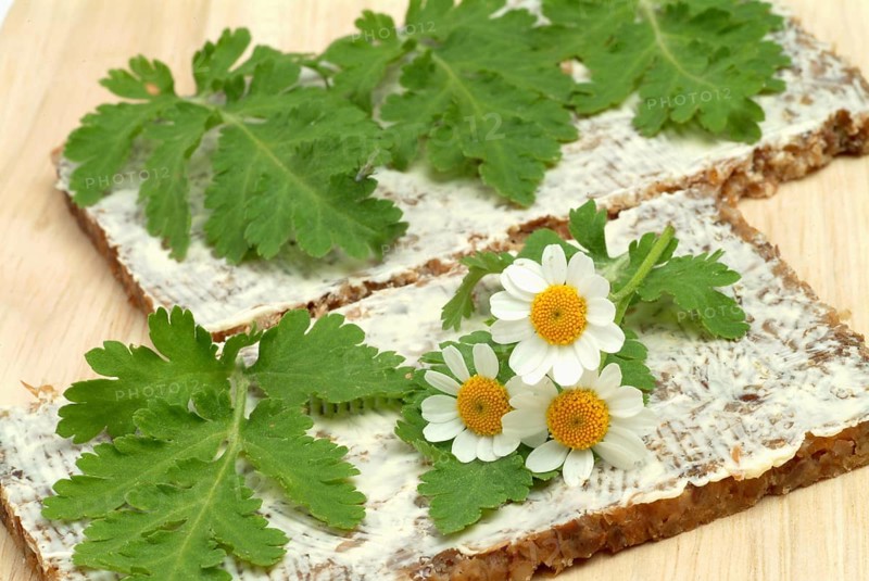 Feverfew