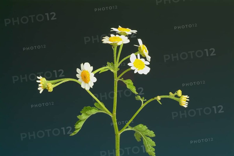 Feverfew