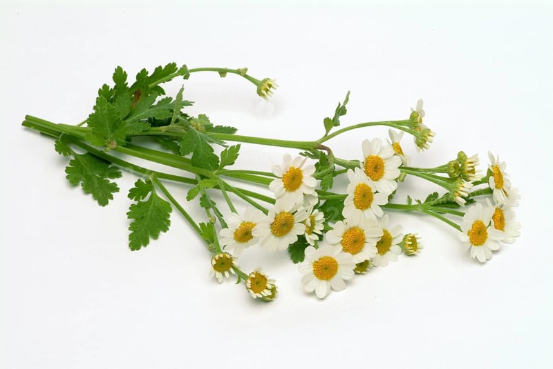 Feverfew