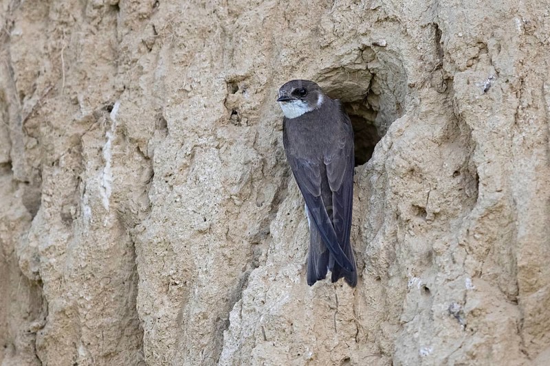 Sand martin