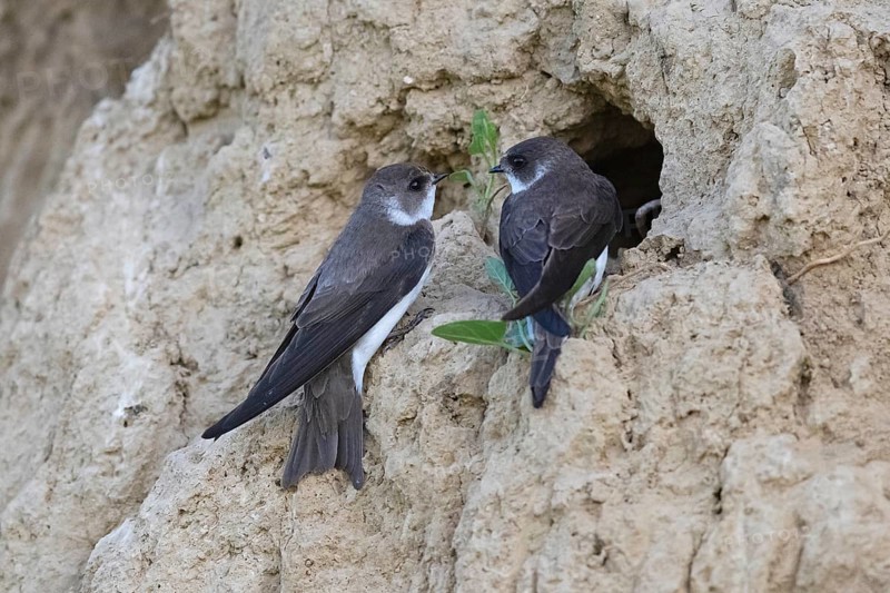 Sand martin