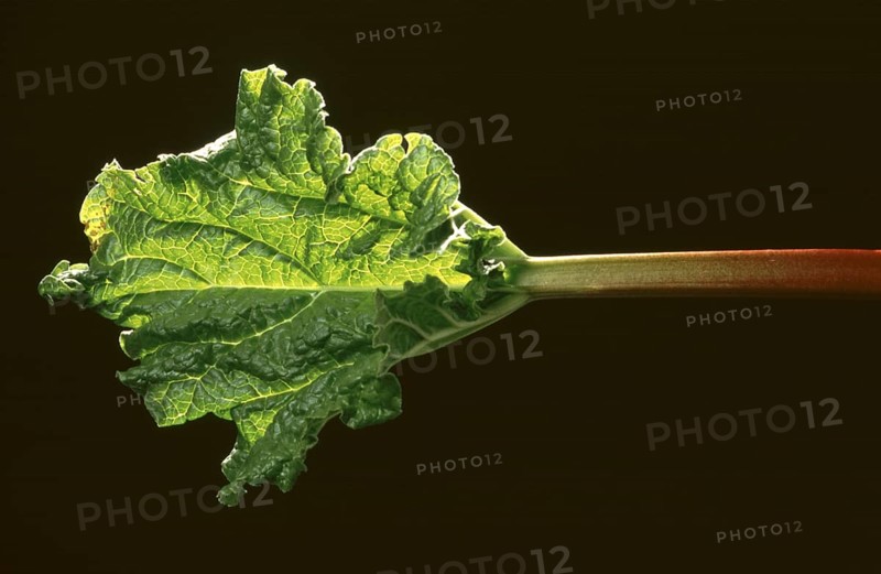 Rhubarb