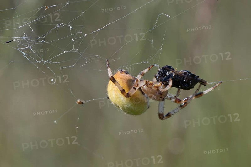 Four-spot orb weaver