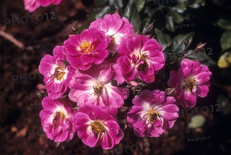 Rose flower
