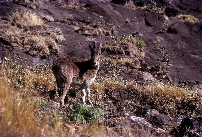 Nilgiri Thar