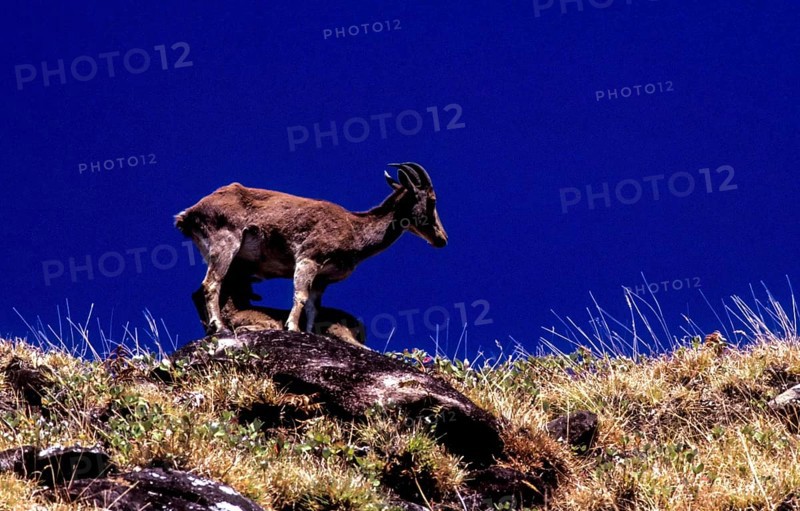 Nilgiri Thar