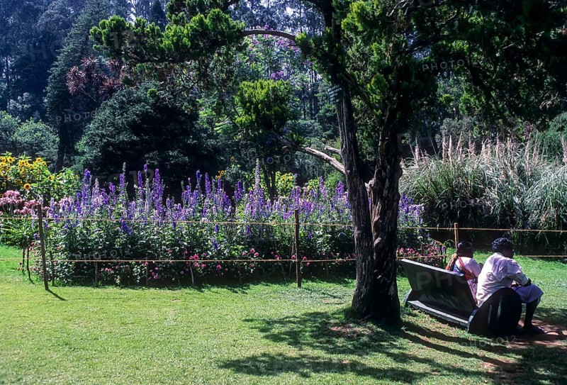 The Government Botanical garden in Udhagamandalam Ooty