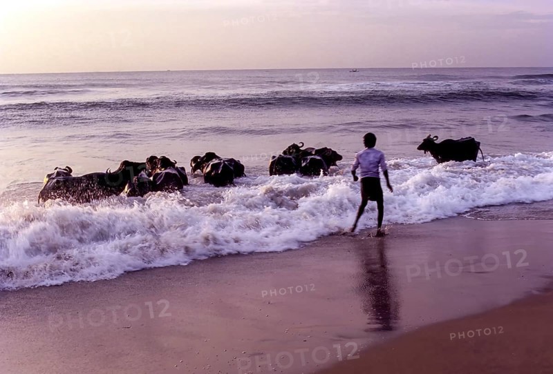 A Man bathing Buffaloes in Marina beach