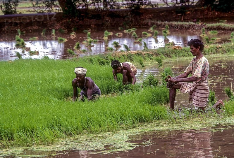 Pulling out and bundling the Rice