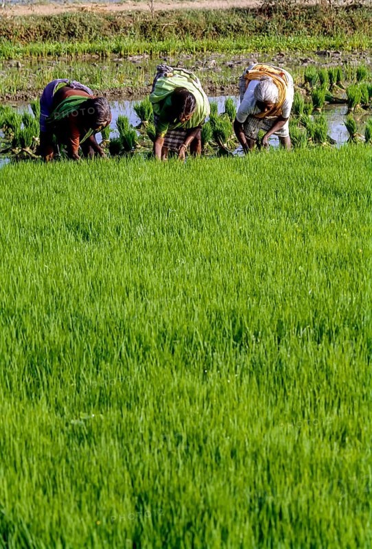 Pulling out and bundling the Rice