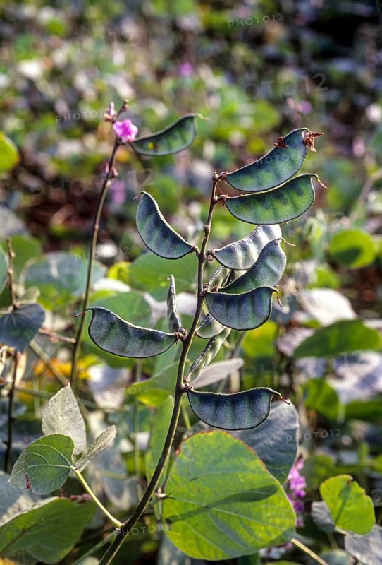 Lablab bean sabre bean in the field